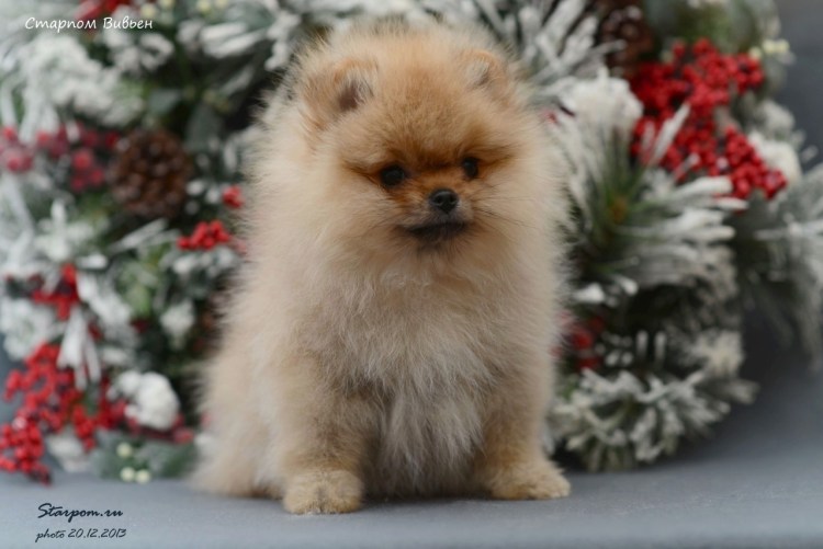 Померанский шпиц Рождественский