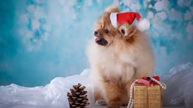 Новогодний шпиц