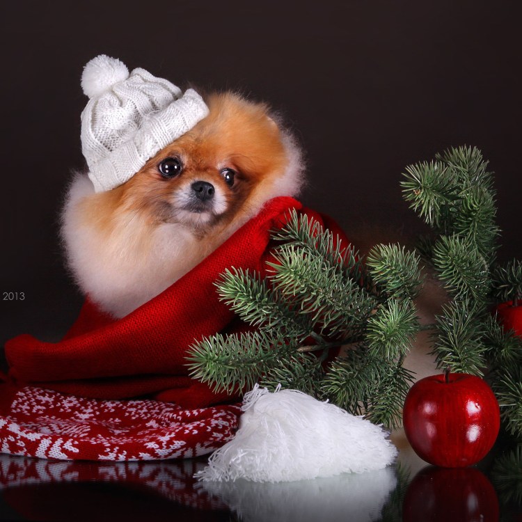 Новогодний померанский шпиц