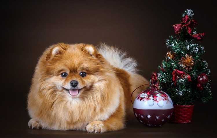 Померанский шпиц