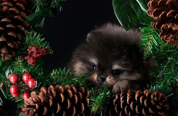 Шпиц новый год