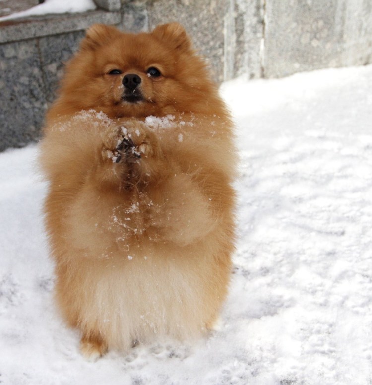 Новый год животные