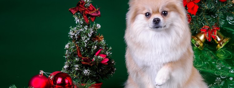 Новогодние хаски