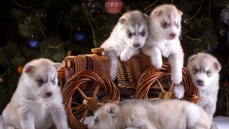 Боня шпиц померанский