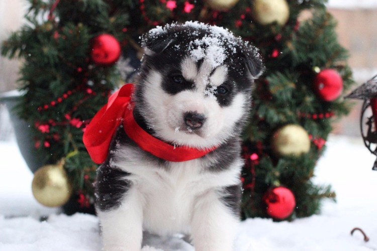 Шпиц в новогоднем костюме