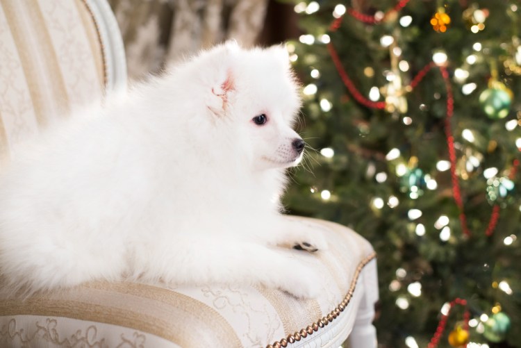 Новогодний белый шпиц