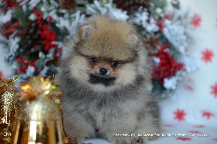 Померанский шпиц Рождественский