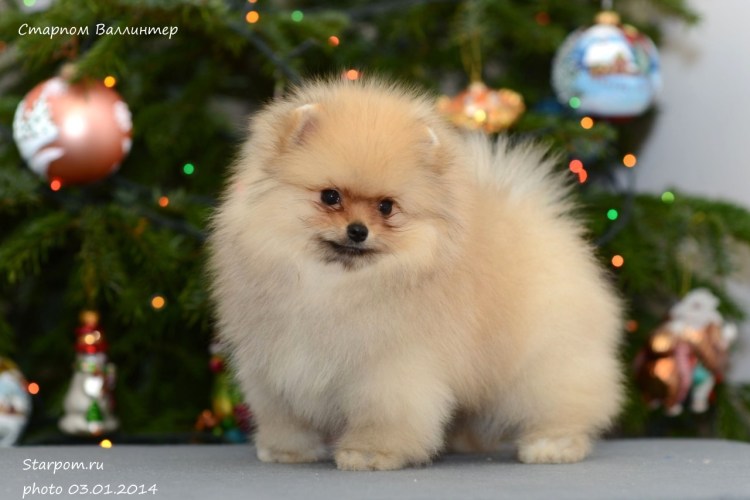 Новогодний шпиц обои