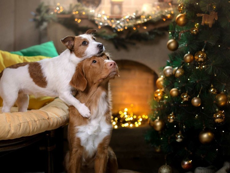 Чихуахуа Санта Клаус