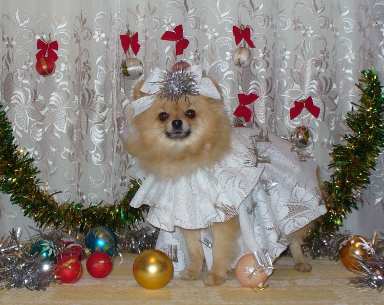 Одежда Новогодняя для собак шпица