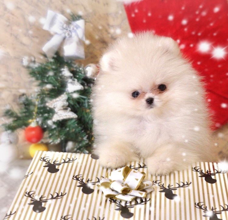 Новогодние собачки