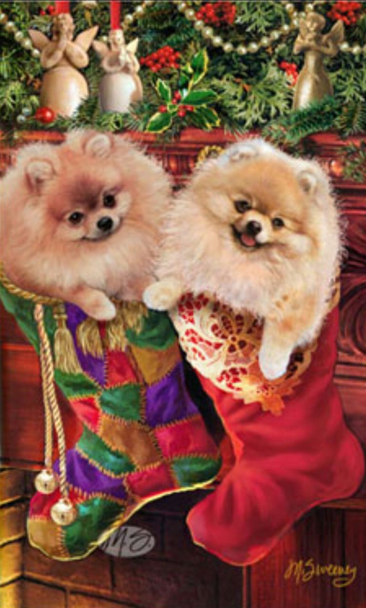 Новогодний шпиц
