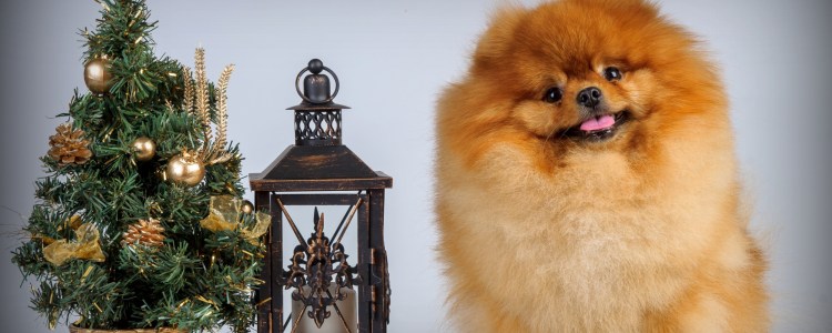 Новогодний шпиц