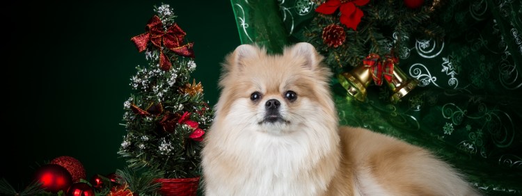 Собака шпиц новый год