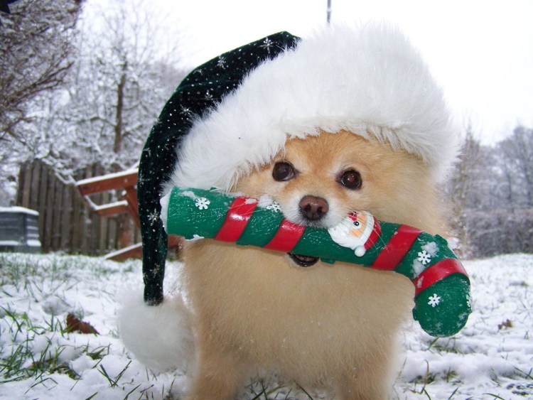 Новогодняя фотосессия щенков