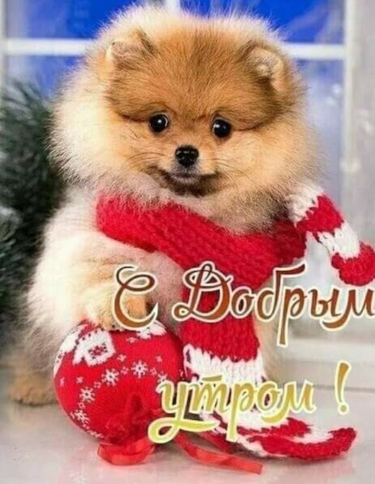 Хаски самоед