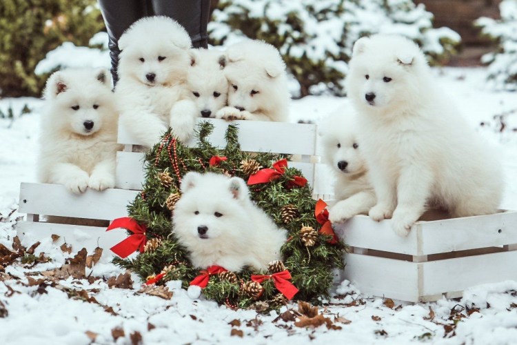 Милые Шпицы щенки с новым годом