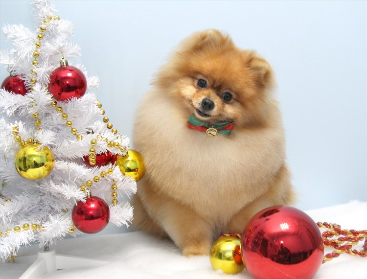 Новогодние собаки шпиц