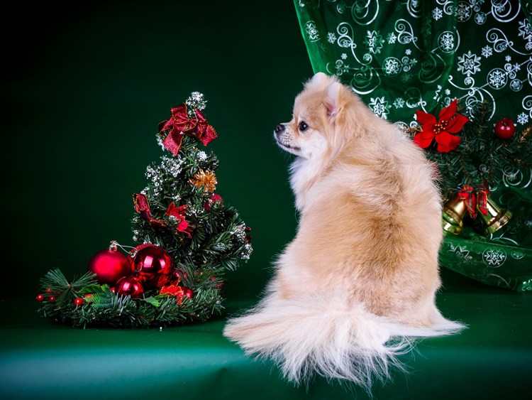 С новым годом шпиц