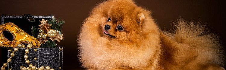 Фотосессия со шпицем