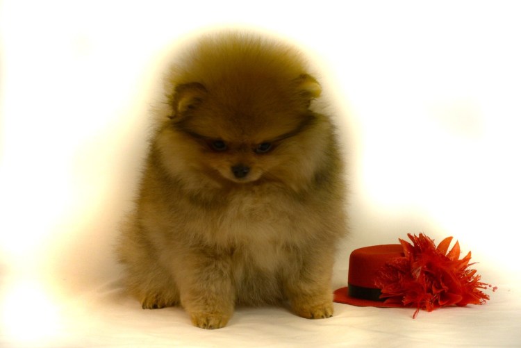 Котенок под елкой