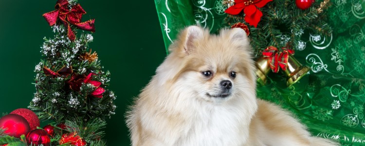 Померанский шпиц в год