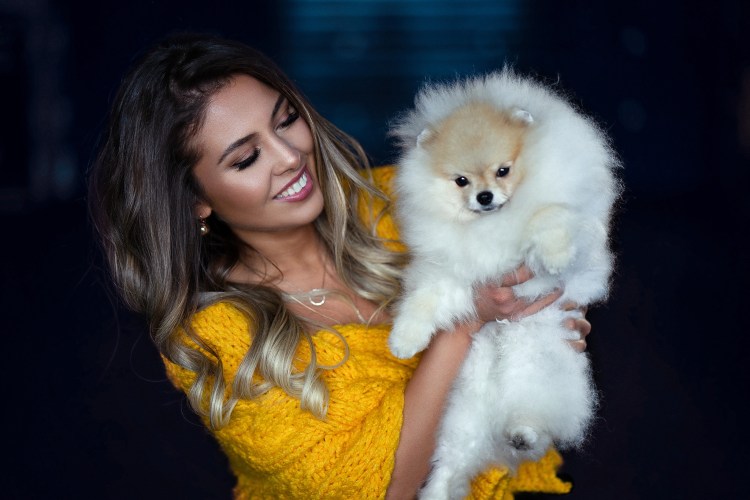 Померанский шпиц