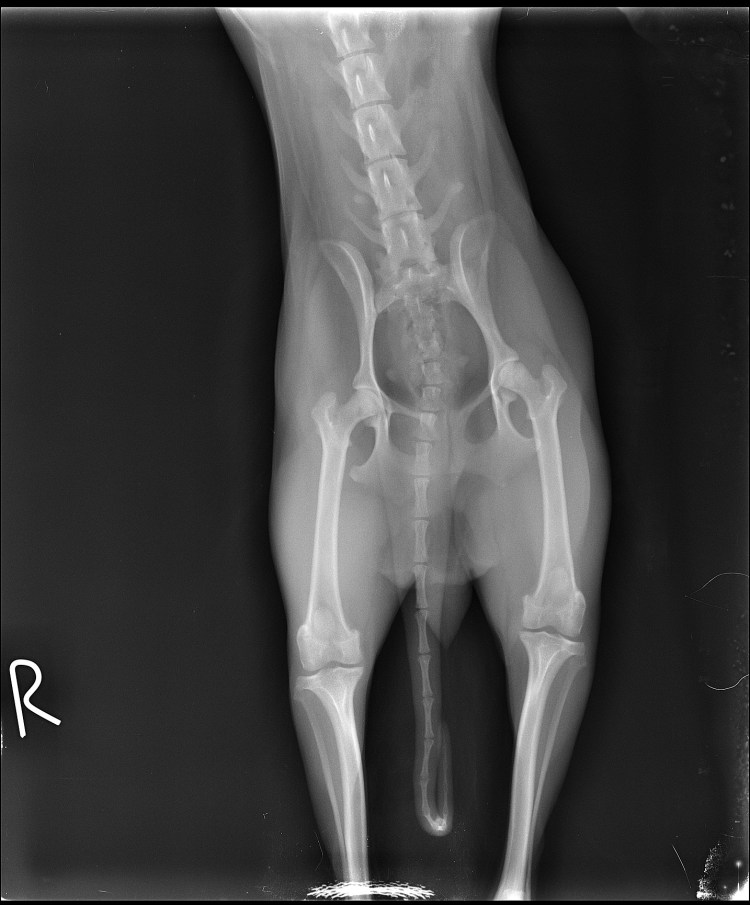 Дисплазия ТБС У собак рентген