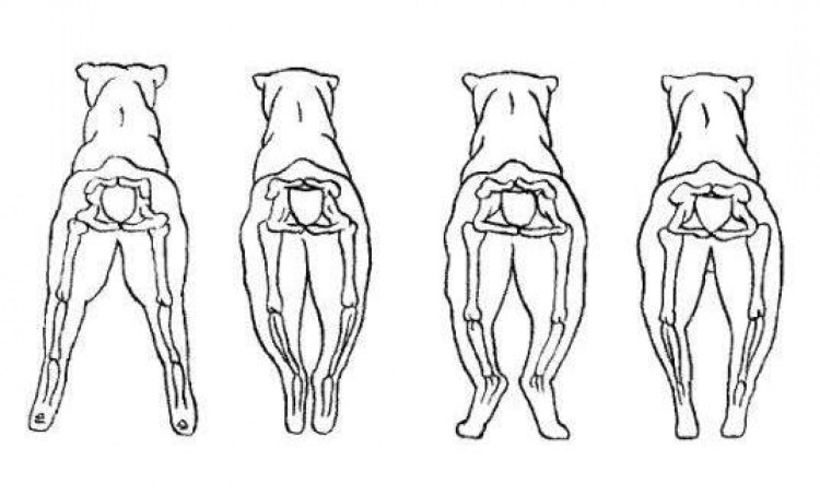 Дисплазия тазобедренных суставов у Мейн кунов фото котят