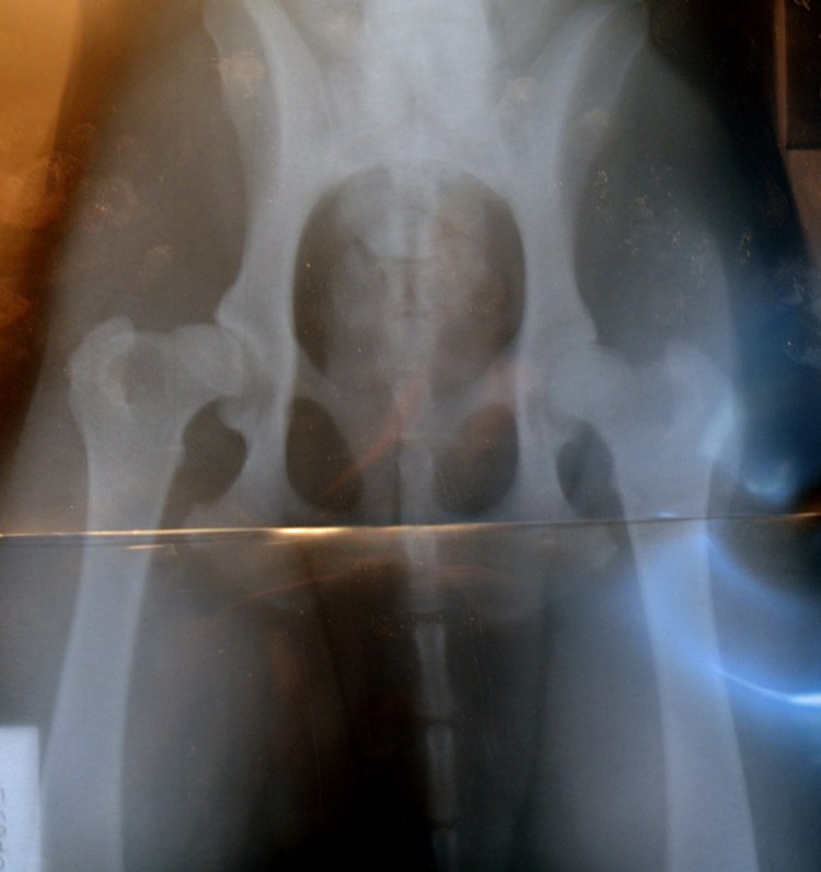 Дисплазия тазобедренного сустава у щенка немецкой овчарки