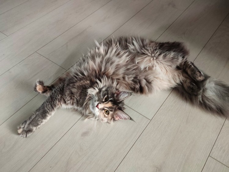 Дисплазия тазобедренных суставов у ребенка 1 год