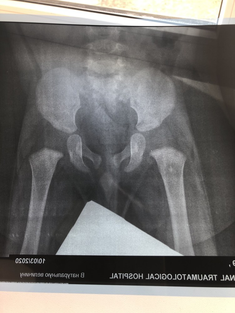 Дисплазия у Мейн кунов на снимке