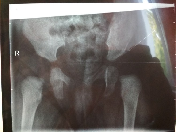 Рентген ТБС собаки норма