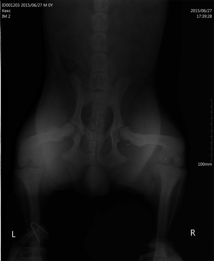 Артроз тазобедренного сустава у собак