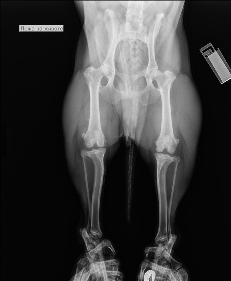 Дисплазия суставов у алабаев