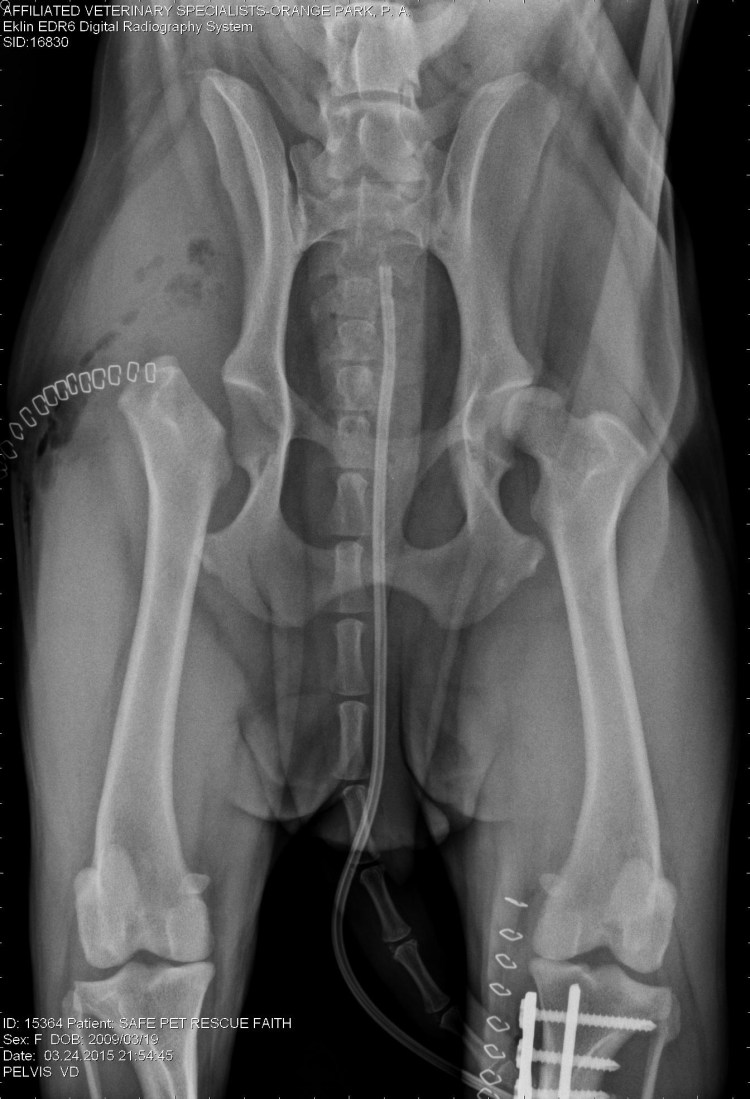 Рентген таза собаки дисплазия