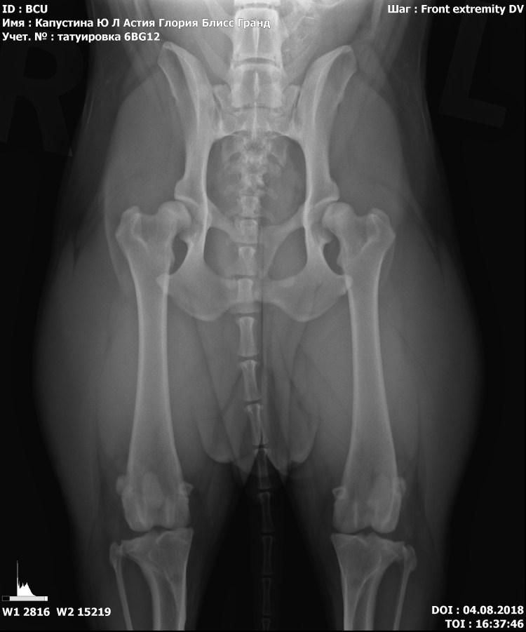 Остеохондродистрофия шотландских вислоухих кошек