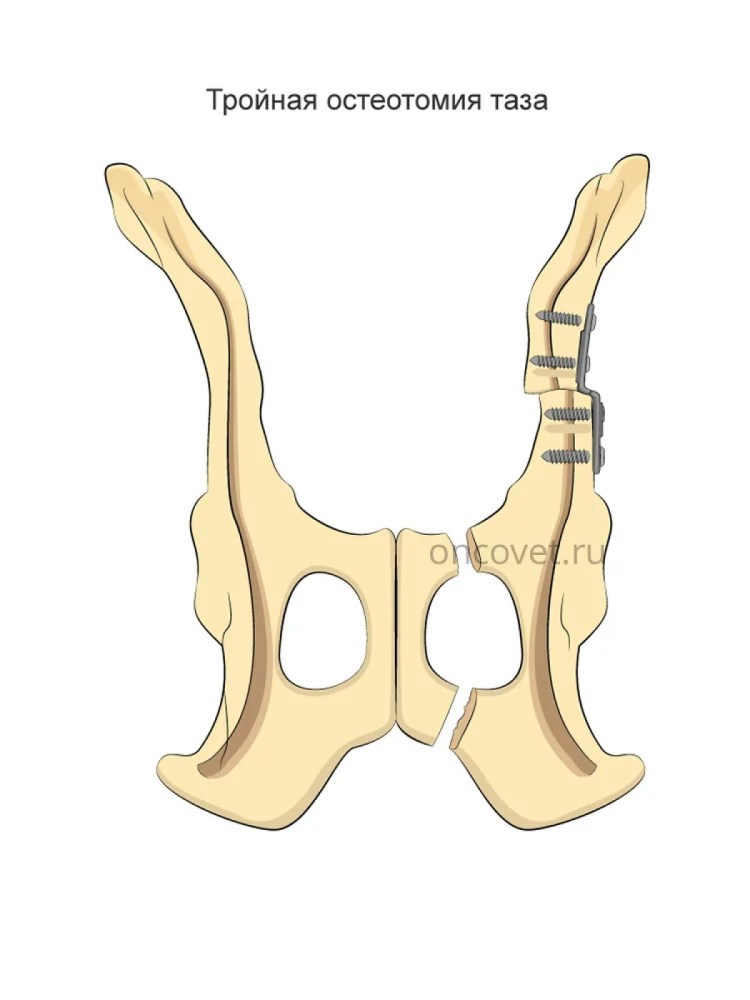 Хондродистрофия шотландских вислоухих кошек