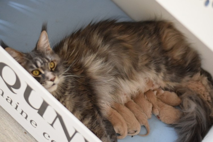 Дисплазия у Мейн куна