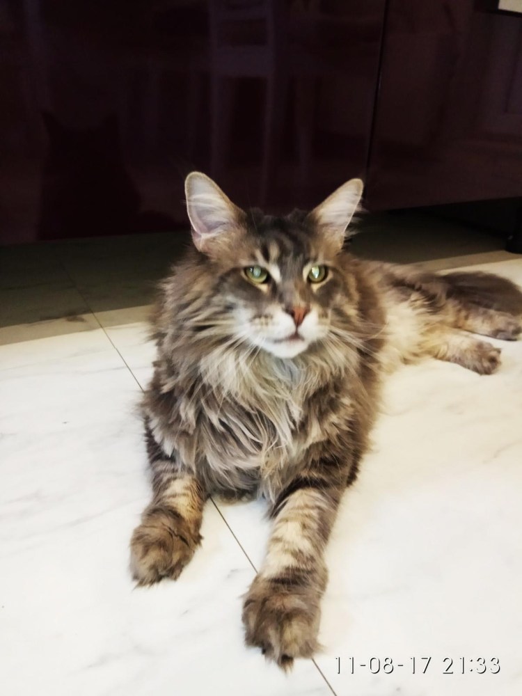 Двойная остеотомия таза у собак