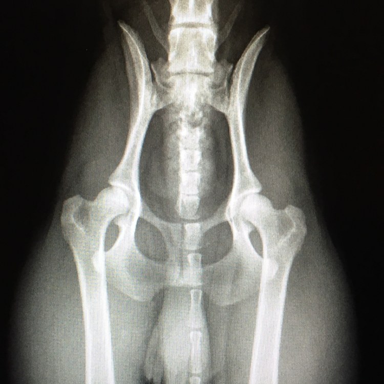 Дисплазия тазобедренных суставов у детей мкб