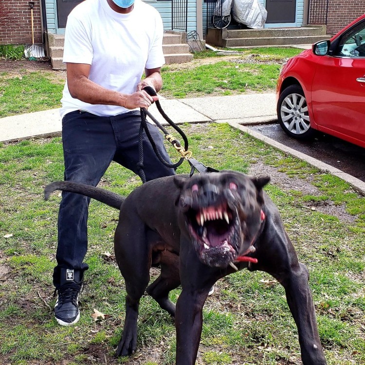 Канарский дог