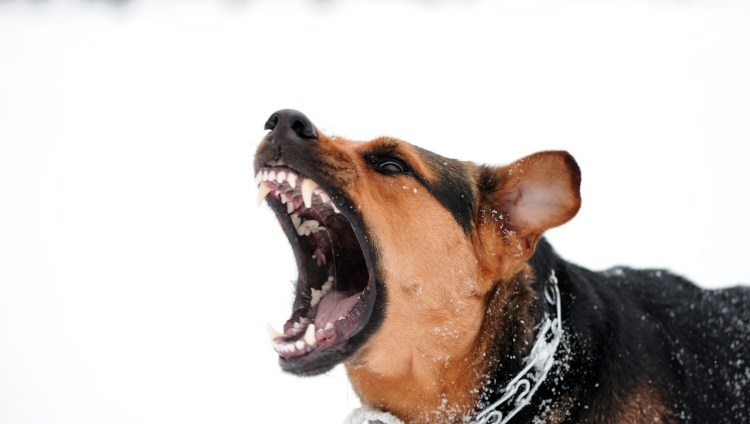 Кане Корсо оскал