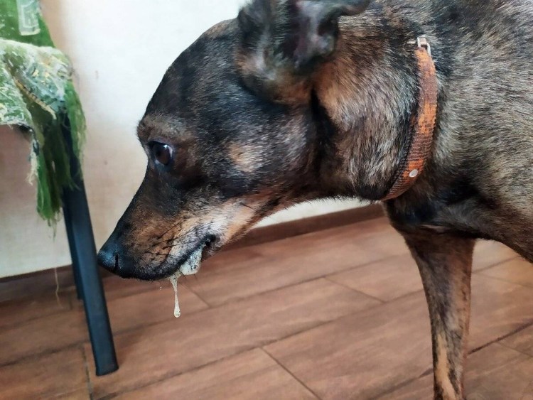 Пенка для рта