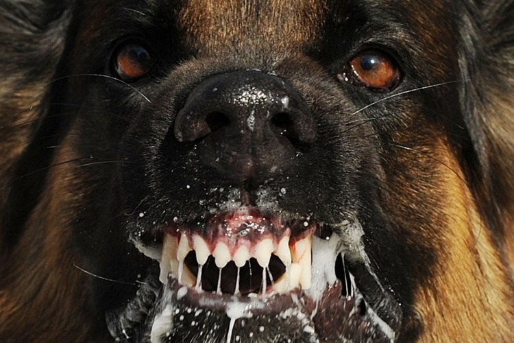 Агрессивная собака