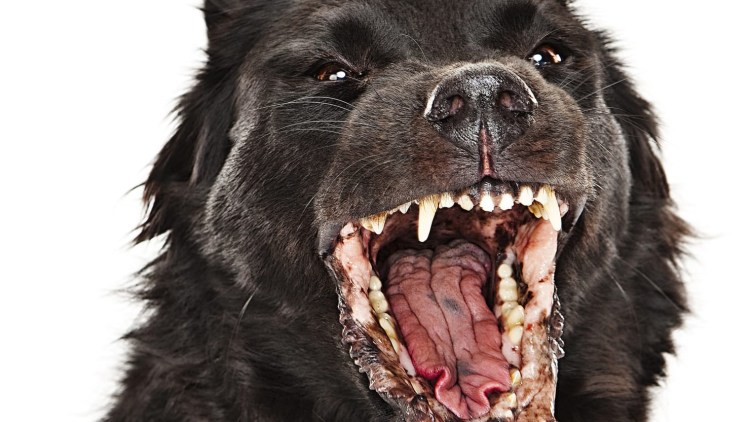 Собака после груминга