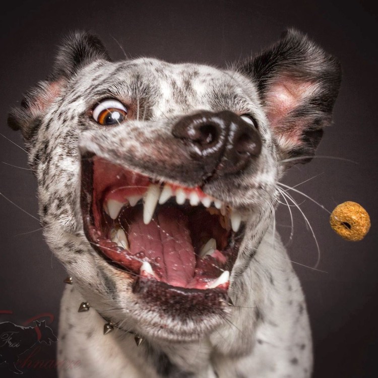 Слюнявый бульдог