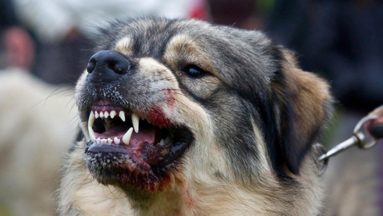 Доберман гавкает