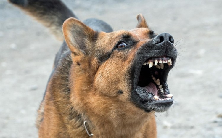 Злая морда собаки