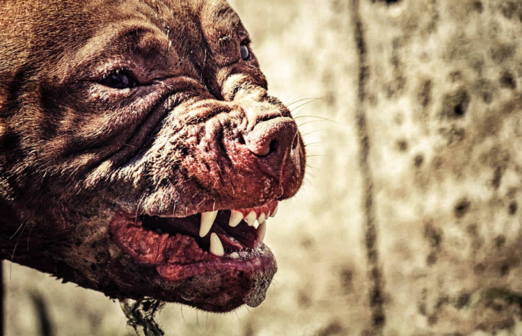 Собака спасла новорожденного